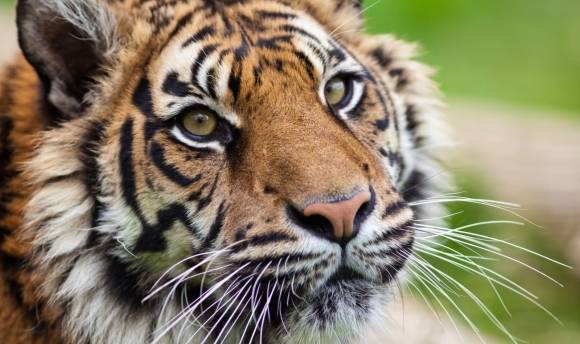 호랑이 자료사진