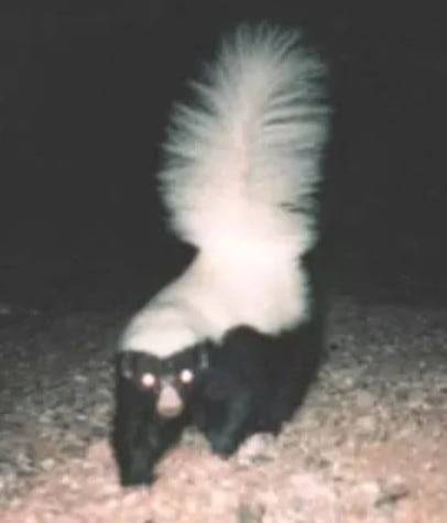 스컹크의 한 종류인 돼지코스컹크/National Park Service