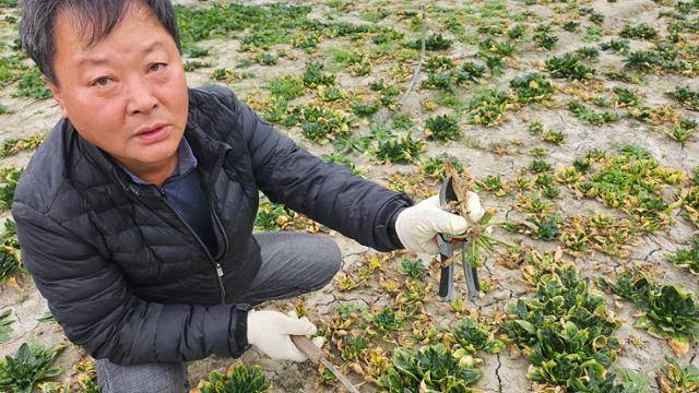 권희석씨가 자신의 밭에서 무름병에 말라 죽은 겨울 시금치 섬초를 보이고 있다.