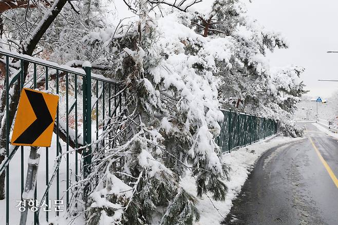 서울 전역에 대설 주의보가 발효된 27일 서울 종로구 한 도로에 나무가 쓰러져 있다. 한수빈 기자