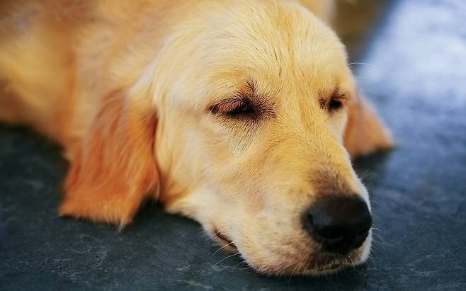 래브라도 리트리버. 게티이미지뱅크