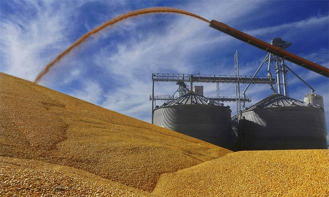 미 일리노이주 버지니아 지역의 농부들이 수확한 옥수수를 창고에 넣기 위해 곡물 승강기를 사용하고 있다. AP뉴시스