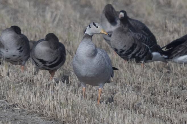 지난달 인천 강화도에서 만난 줄기러기. 얼굴에 검은 띠가 특징이다. 줄기러기를 만난 것은 7년 만이다.