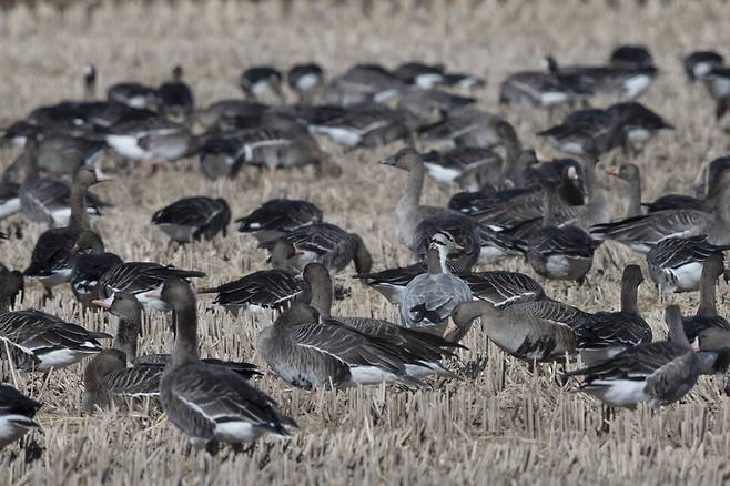 줄기러기는 쇠기러기 무리 속에 함께 있으면 눈에 잘 띄지 않는다.