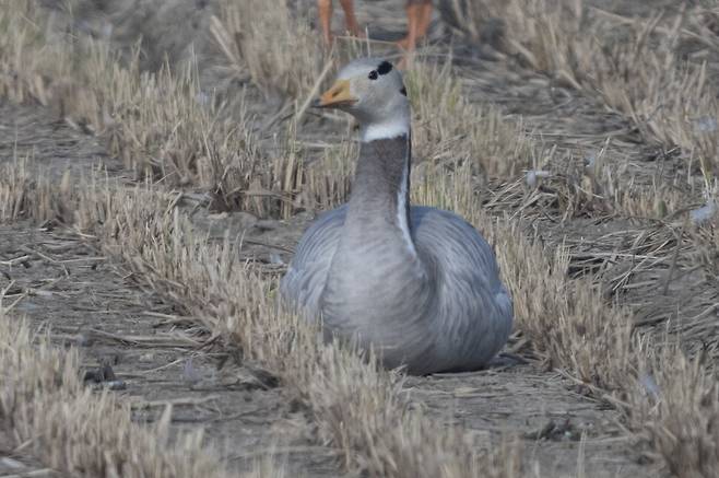 여유롭게 휴식하는 줄기러기.