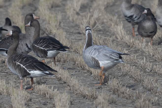 줄기러기의 뒷모습.