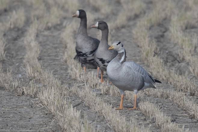 주변을 경계하는 줄기러기.