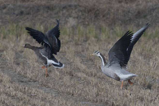 줄기러기가 쇠기러기와 함께 비상한다.