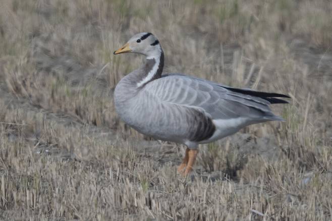세계에서 가장 높이 나는 새로 알려진 줄기러기. 우리나라에서는 매우 보기 힘든 새다.