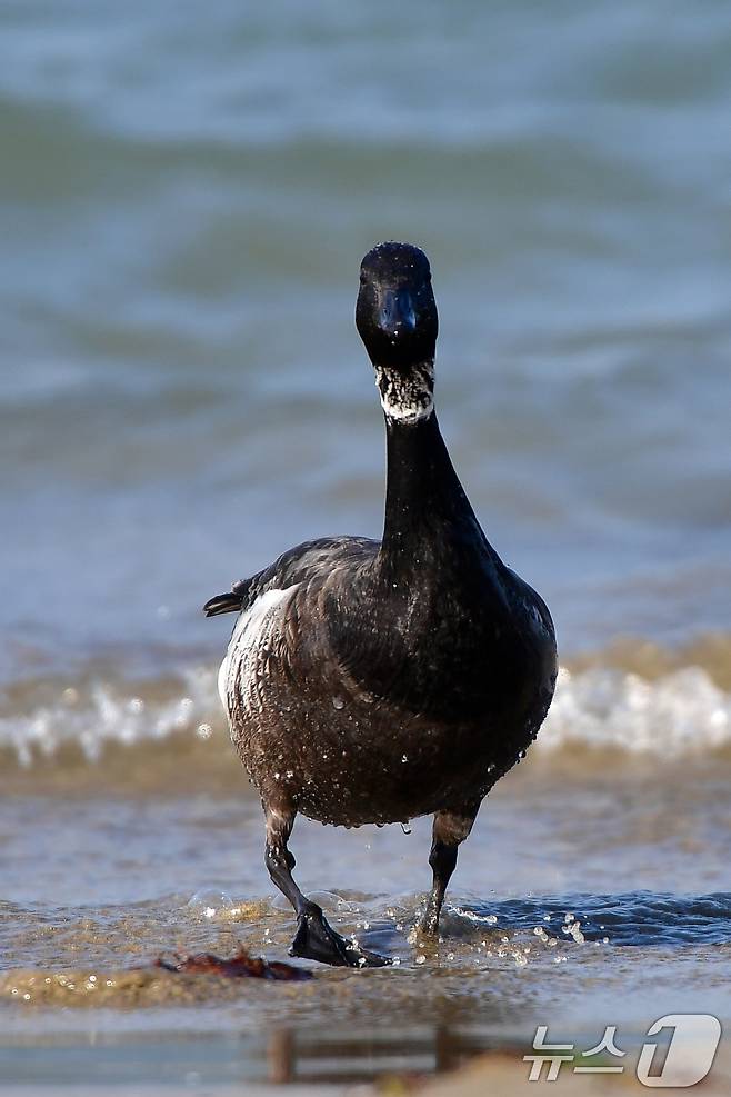 천연기념물 제325-2호이자 멸종위기 야생생물 2급인 흑기러기가 26일 오후 경북 포항시 남구 동해면 임곡해안에서 주변을 살피고 있다. 이번에 발견된 흑기러기는 모두 12마리다. 2024.12.16/뉴스1 ⓒ News1 최창호 기자