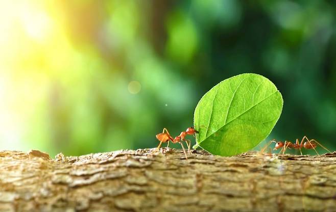 잎꾼개미. 게티이미지뱅크 제공