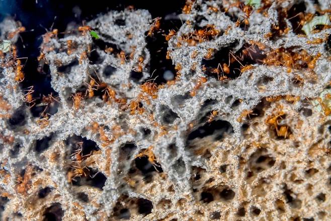 잎꾼개미의 균류 정원. 게티이미지뱅크 제공