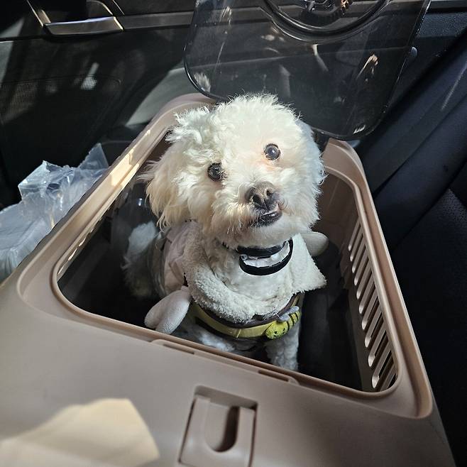 1000023183.jpg 포텐간 대전 입양 노쇼후기