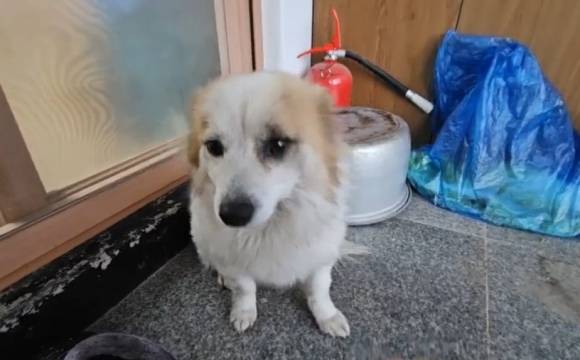 전남 무안국제공항에서 발생한 제주항공 여객기 참사로 희생된 6살 여아가 키우던 반려견 ‘푸딩이’. 자료 : 동물권단체 케어 유튜브