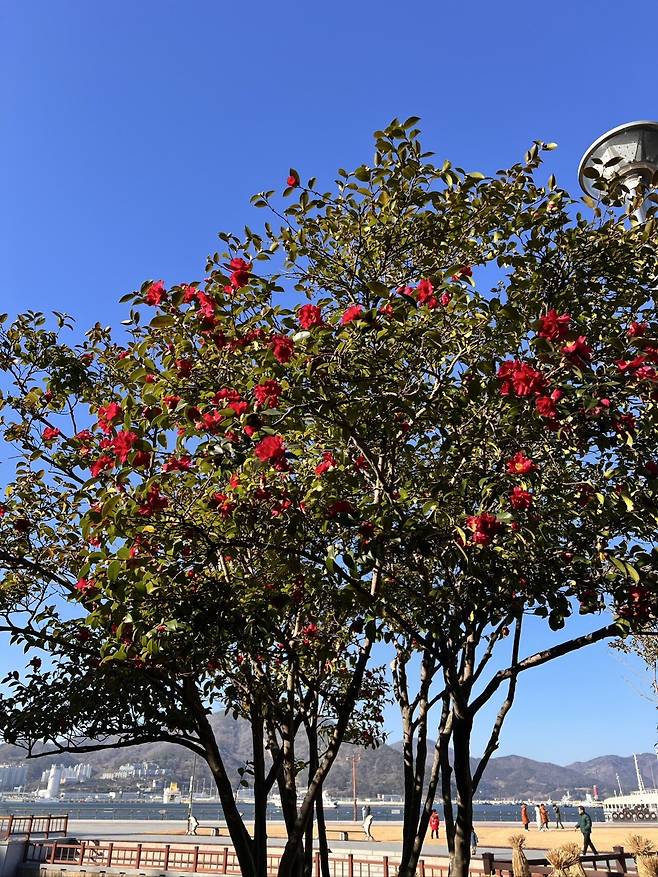 IMG_7050.jpeg 여수 새해 해맞이 여행