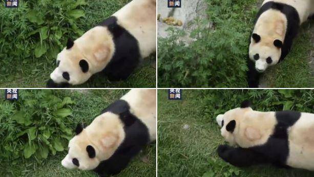 중국 SNS 웨이보에 올라온 푸바오의 사진. 푸바오는 목에 탈모가 생긴 모습이다. 웨이보 캡처