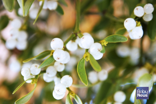 우리나라뿐 아니라 유럽 등지에서도 약효가 좋은 식물로 다양하게 활용되고 있는 겨우살이. ⓒ베이비뉴스