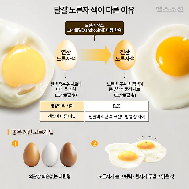 노른자는 노란색, 주황색 등 다양한 색을 띠지만 각 색깔별 영양학적 차이는 없다./그래픽=김민선