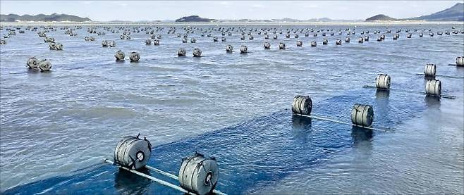 전남 신안군의 김 양식장에 김 발이 깔린 모습. 사진=해양수산부 제공