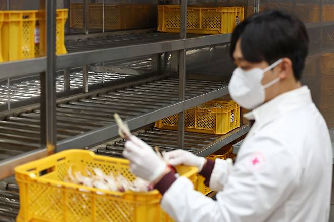 최근 한파와 독감 환자 증가 여파로 혈액 수급이 크게 줄어든 가운데 19일 서울 강남구 대한적십자사 서울남부혈액원에서 관계자가 혈액을 정리하고 있다. 연합뉴스