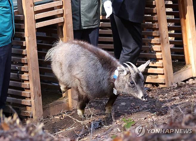 자연으로 돌아가는 천연기념물 산양 (양구=연합뉴스) 양지웅 기자 = 31일 강원 양구군 동면 월운리 일원에서 서흥원 양구군수와 양구산양사향노루센터 관계자 등이 천연기념물이자 1급 멸종위기 야생동물인 산양을 민통선으로 방사하고 있다.
이날 방사한 산양은 지난 겨울 구조된 개체 암수 1쌍과 센터 내에서 증식한 개체 암수 1쌍 등 총 2쌍이며 센터는 건강 회복 상태와 적응훈련 검진 등을 거쳐 이들 산양을 건강한 개체로 선별했다. 2024.10.31 yangdoo@yna.co.kr