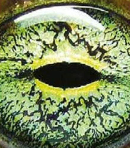 스크린샷 2025-01-22 14.08.29.png 동물들 눈 모양마다 기능 다 다른거 나만 몰랐냐?