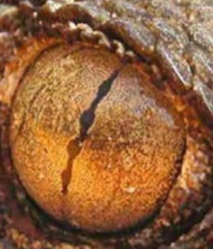 스크린샷 2025-01-22 14.08.50.png 동물들 눈 모양마다 기능 다 다른거 나만 몰랐냐?