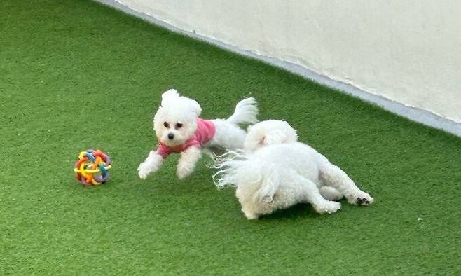 경북 안동에서 유환길씨가 기르는 강아지 뿌꾸가 애견운동장에서 뛰어놀고 있다.