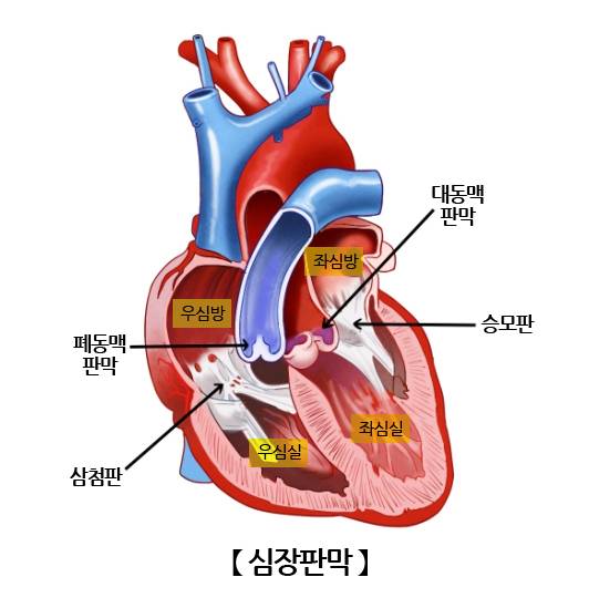 심장판막의 구조. 서울아산병원