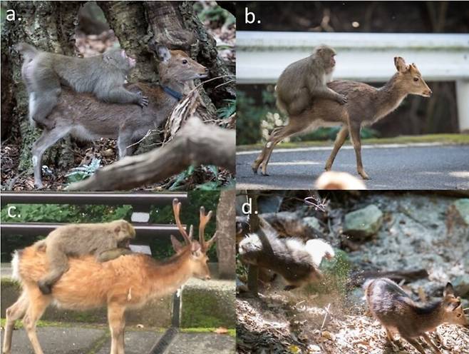 꽃사슴과 다양한 상호작용을 하는 원숭이의 모습. 성적인 행위를 보이거나(a) 타고 이동하고(b), 등에 타서 그루밍을 하며 기생충을 잡아먹고(c), 쫓고 꽃기는 놀이(d)를 하기도 한다. 영장류 저널 제공