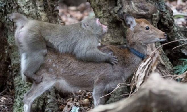 지난 2015년 일본 가고시마 현 야쿠시마에서는 원숭이가 꽃사슴에게 성행위를 시도하는 모습이 처음 관찰됐는데 이후 이곳뿐 아니라 오사카의 국립공원에서도 비슷한 행동이 관찰됐다. 영장류 저널 제공