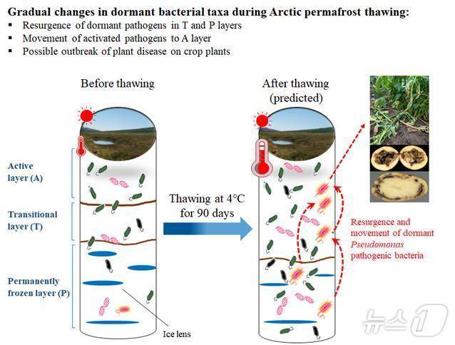 북극 영구동토 해빙 시 휴면 중인 균주 변화 모식도. 해동 전에는 활동층(A), 전이층(T), 영구동결층(P)으로 구분, 적은 세균 개체가 휴면 상태이나 해동 후에는 슈도모나스 속 세균의 부활, 개체 수 증가와 이동(극지연구소 제공)