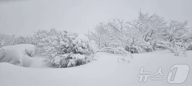 전북 무주군 덕유산 향적봉이 26일부터 내린 눈으로 장관을 이루고 있다.(국립공원관리공단제공) 2025.1.31/뉴스1