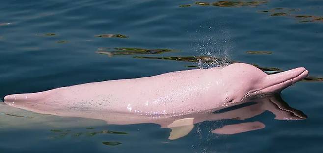 측면에서 본 아마존강돌고래./Machu Travel Peru