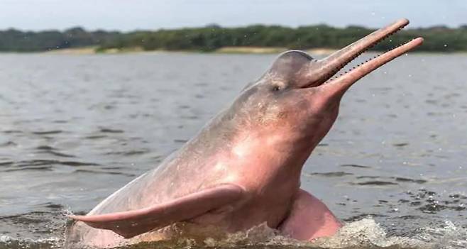 수면위로 모습을 드러낸 아마존강돌고래./Loro Prague Foundation