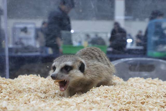 2일 오후 서울 서초구 aT센터에서 열린 서울 K렙타일페어에 전시돼 있는 미어캣. 환경부는 수입 가능한 야생동물을 정하는 백색목록에 미어캣을 포함했지만 동물단체는 가정에서 이들의 복지 기준을 충족시킬 수 없다며 반대하고 있다. 연합뉴스