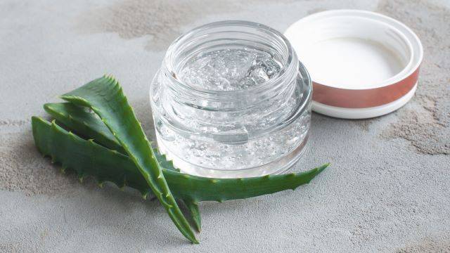 알로에 베라는 화장품, 식품, 의약품 원료로 널리 사용되는 품종이다 | 출처: 게티이미지뱅크