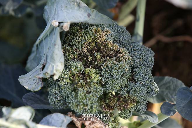 김형자 농부의 브로콜리가 검은무늬병으로 인해 군데군데 검게 변해 있다. 권도현 기자