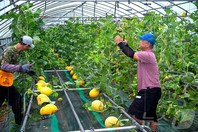 제천지역 농가에서 성공적으로 재배된 이색과일 '듸냐' 재배(제천시 제공. 재판매 및 DB금지)/뉴스1