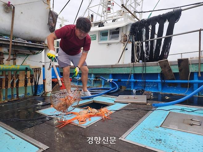 경북 포항시 남구 구룡포항에서 지난해 9월 이경태씨(43)가 어선 어창(잡은 물고기를 보관하는 곳)에 들어 있는 홍게를 정리하고 있다. 김현수 기자