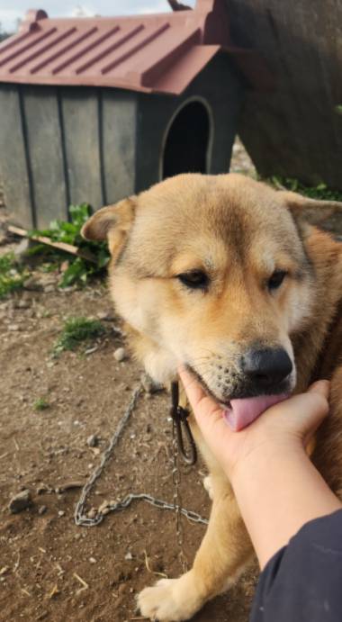 마음을 연 존재가 혀를 내밀어 핥아준다. 부드럽고 따뜻하다. 그건 다름아닌 다복이의 마음./사진=유재연 소설같