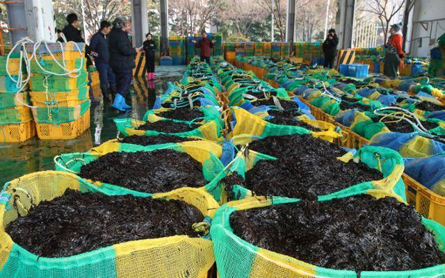 지난달 21일 부산 강서구 신호동 부경신항수협 수산물위판장에서 갓 수확한 물김 경매가 진행되고 있다. 부산=뉴스1