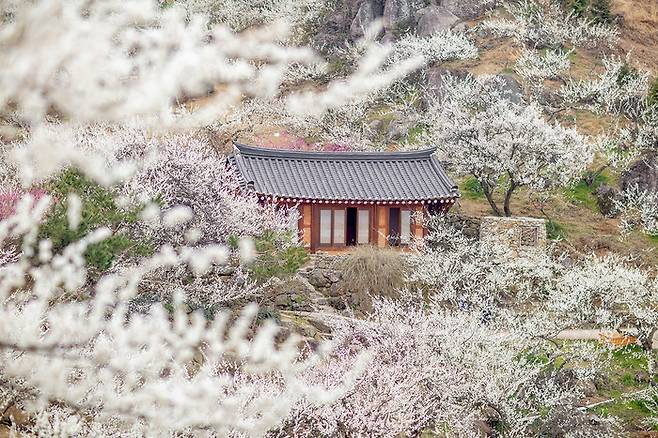 광양 매화마을 매화나무 군락지 / 사진=승우여행사