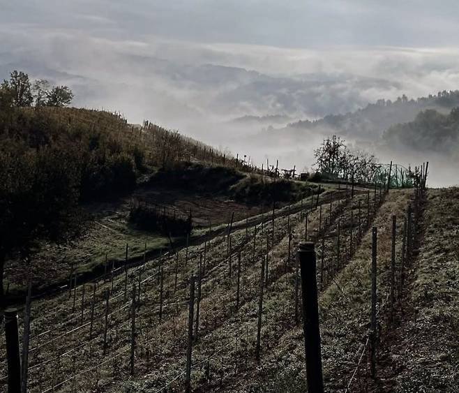 지디 바이라의 '브리코 델레 비올레(Bricco delle Viole)' 포도밭 전경.