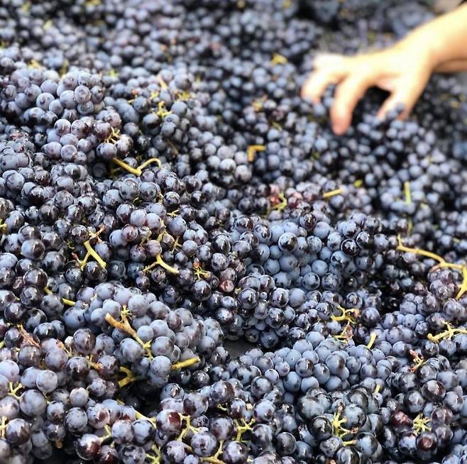 이탈리아 피에몬테 지방의 대표 포도 품종 '네비올로(Nebbiolo)'