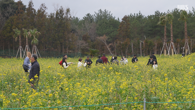 배추꽃 산동채 밭에서 관광객들이 시간을 보내고 있다