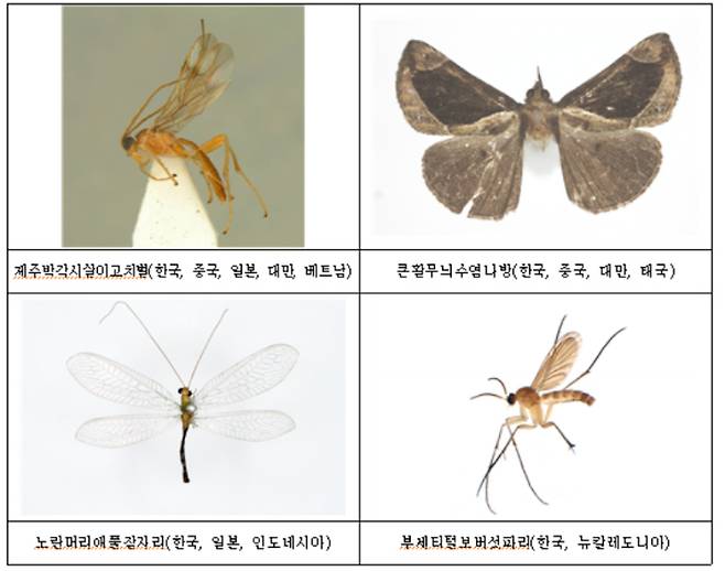지난해 제주에서 발견된 아열대성 곤충 사진. 국립생물자원관 제공