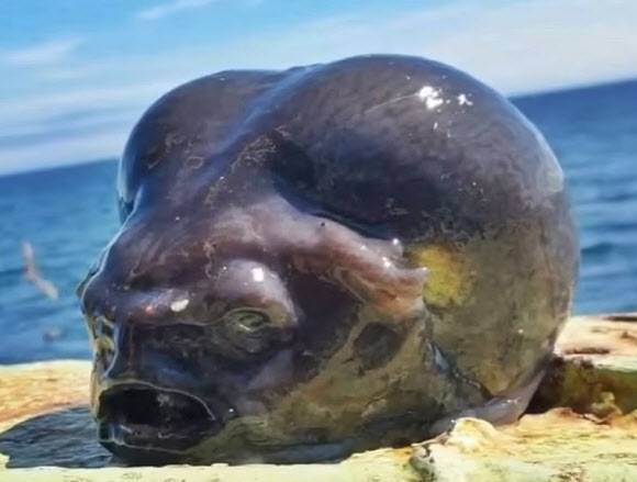 러시아 바다서 어부가 낚아 올린 생명체다. (사진=페도르초프 인스타그램 캡처)