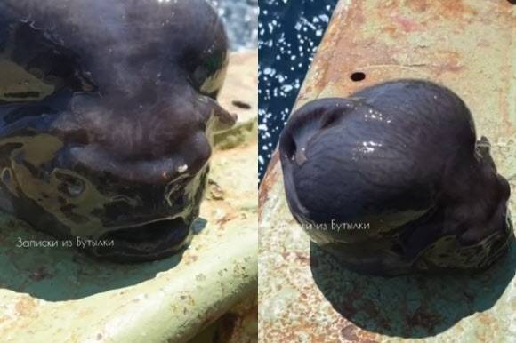 어부가 낚은 해양생물은 ‘뚝지’로 추정된다. (사진=페도르초프 인스타그램 캡처)