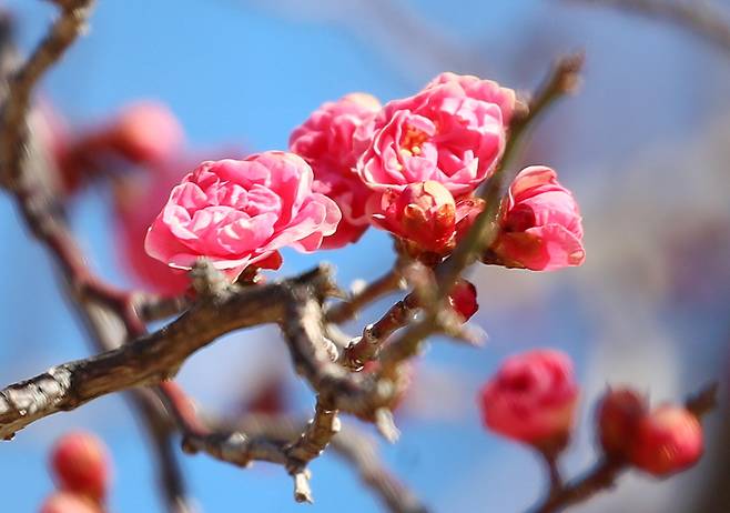 꽃샘추위가 이어진 지난 24일 부산 남구 유엔기념공원에서 홍매화가 꽃망울을 터뜨려 눈길을 끌고 있다. /뉴스1
